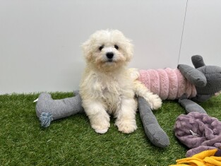 Bichon Frise male Chiot à vendre 033449073