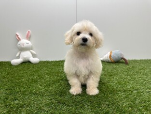 Bichon Frise male Blanc - PUP-ID 033449077 | Dierenhof Debrabandere