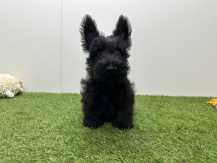Scottish Terrier male Puppy for sale 033450267