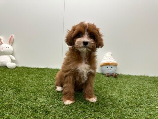 Cavapoo femelle Chiot à vendre 033450873