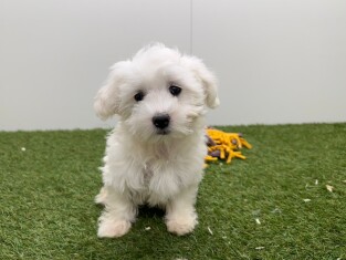 Bichon Maltais femelle Chiot à vendre 033450874