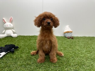 Cavapoo reu Abricot - PUP-ID 033450881 | Dierenhof Debrabandere