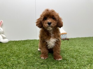 Cavapoo male Puppy for sale 033450889