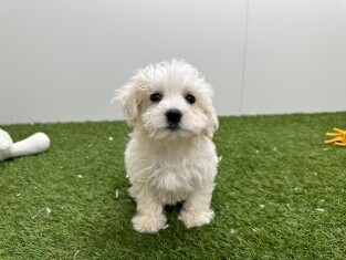 Bichon Maltais male Chiot à vendre 033450937