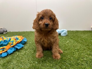 Cavapoo teefje Puppy te koop 033451579