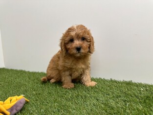 Cavapoo teefje Abricot - PUP-ID 033451603 | Dierenhof Debrabandere