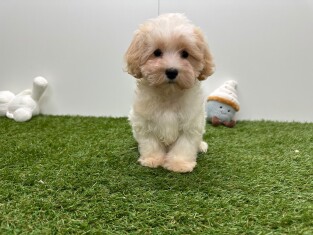 Maltipoo reu Puppy te koop 033453047