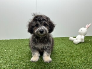Maltipoo reu Puppy te koop 033453961