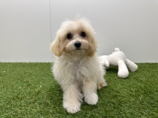 Maltipoo femelle Chiot à vendre 033453965