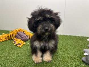 Maltipoo femelle Tricolor - PUP-ID 033453988 | Dierenhof Debrabandere