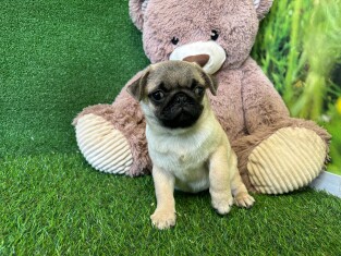 Pug male Puppy for sale 100066703