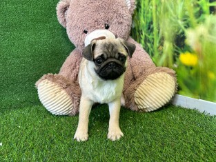 Pug female Puppy for sale 100066704