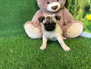 Pug male Puppy for sale 100066710
