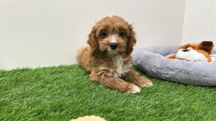 Cavapoo male Chiot à vendre 100067824