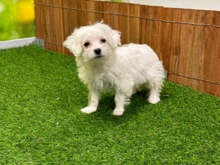 Bichon Maltais femelle 100079998