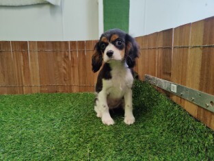 Cavalier King Charles Spaniel female 100080010