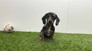 Teckel reu Bleu merle - PUP-ID 100125847 | Dierenhof Debrabandere