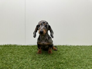 Teckel femelle Chiot à vendre 100125849