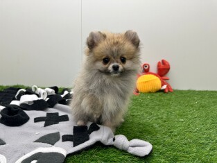 Loulou de Pomeranie femelle Chiot à vendre 200015655