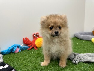 Miniature Spitz female Puppy for sale 200015656