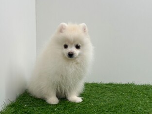 Dwergkees reu Puppy te koop 200015657