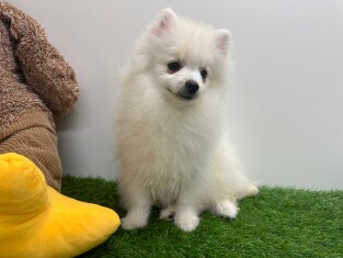 Miniature Spitz male Puppy for sale 200015657