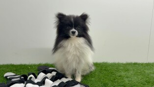 Loulou de Pomeranie femelle Chiot à vendre 200015902