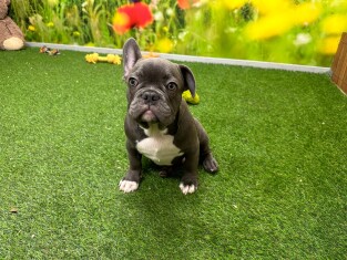 Bouledogue Francais male 200018851