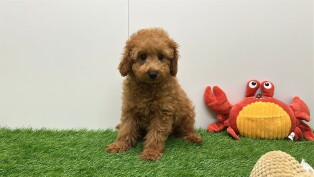 Poedel reu Puppy te koop 200079386