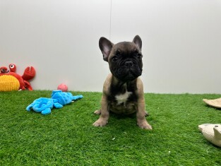 Franse Buldog reu Puppy te koop 200118160