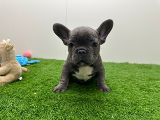 Franse Buldog reu Puppy te koop 200118164
