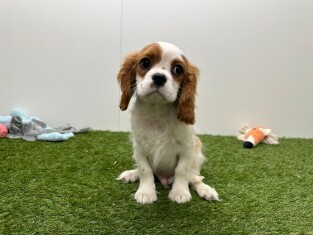 Cavalier King Charles Spaniel reu 200121702