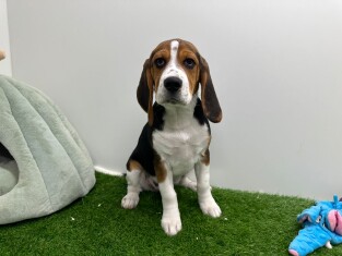 Beagle male 200124474
