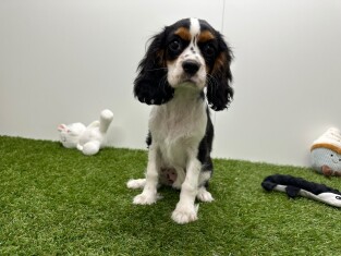 Cavalier King Charles Spaniel female Puppy for sale 200126896