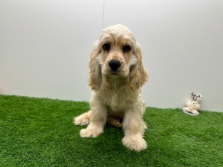 Amerikaanse Cocker Spaniel reu 200127601