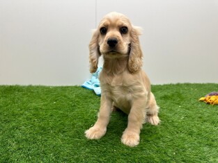 Amerikaanse Cocker Spaniel teefje 200127603