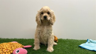 Amerikaanse Cocker Spaniel reu 200127609