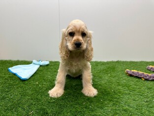 Amerikaanse Cocker Spaniel teefje 200127838