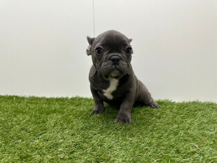 Bouledogue Francais male Chiot à vendre 200149694