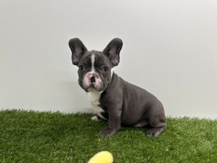 Bouledogue Francais male Chiot à vendre 200149695