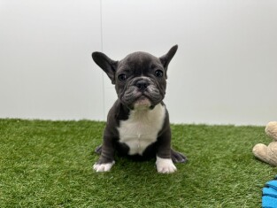 Bouledogue Francais male Chiot à vendre 200149696