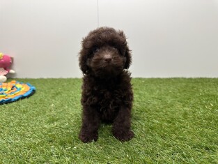 Poodle male Puppy for sale 200155406