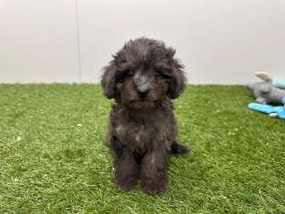 Poodle male Puppy for sale 200155407