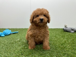 Poodle male Puppy for sale 200155408