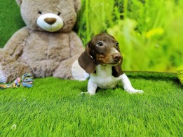 Dachshund Adolescent Puppy for sale