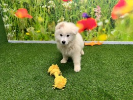 Samoyed Puppy for sale