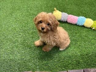 Cavapoo male Puppy for sale 200494008