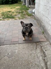French Bulldog male Adoption for sale 202369303
