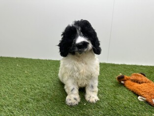 Cockapoo teefje Puppy te koop 400017588