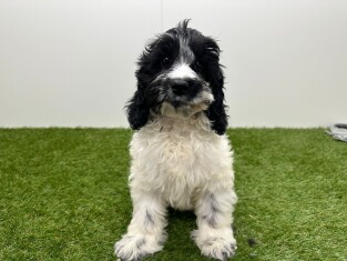 Cockapoo teefje 400017588
